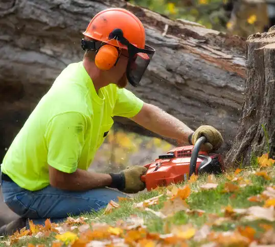 tree services Painesville